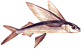 Flying fish are really neat to watch. They can scoot along for quite a ways!