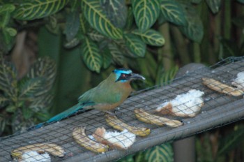 Blue crowned mot-mot